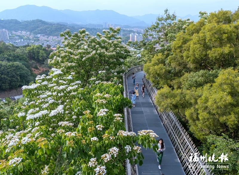 木油桐花开 福道公园“下雪了”