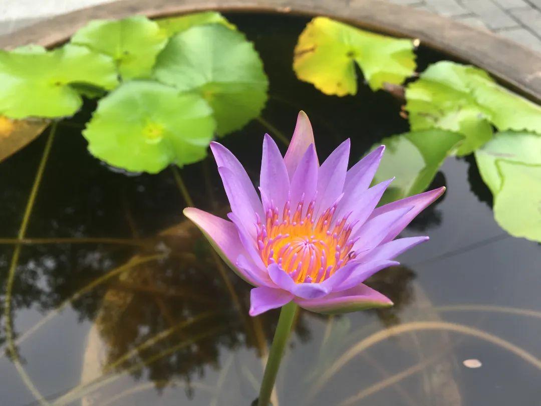 打卡！打卡！福州这些地方，好美啊！