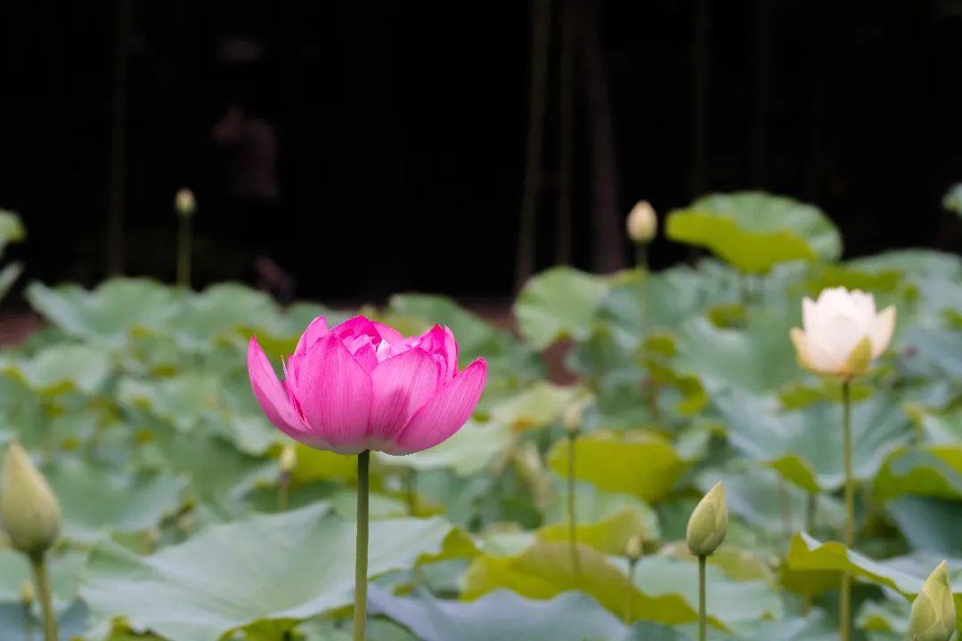 打卡！打卡！福州这些地方，好美啊！