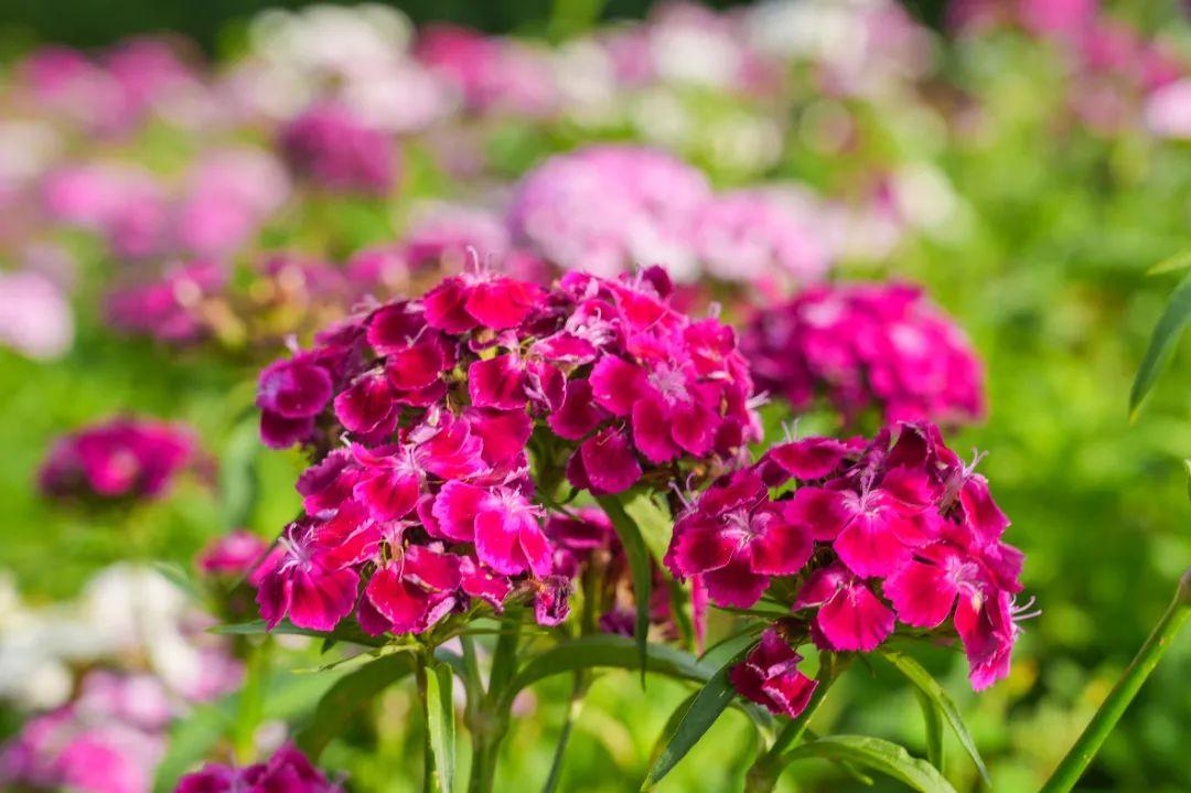 打卡！打卡！福州这些地方，好美啊！