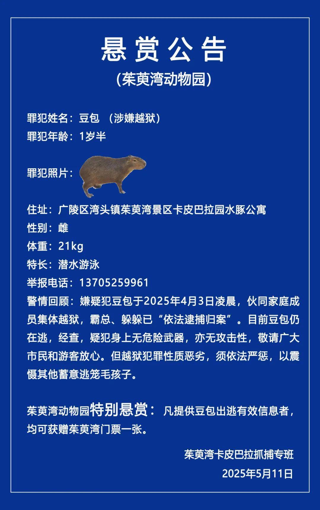 卡皮巴拉出逃40天 动物园发悬赏公告