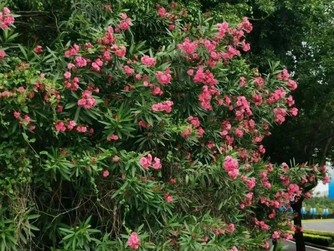 直冲34℃！福州常见的这种花又开了！别碰