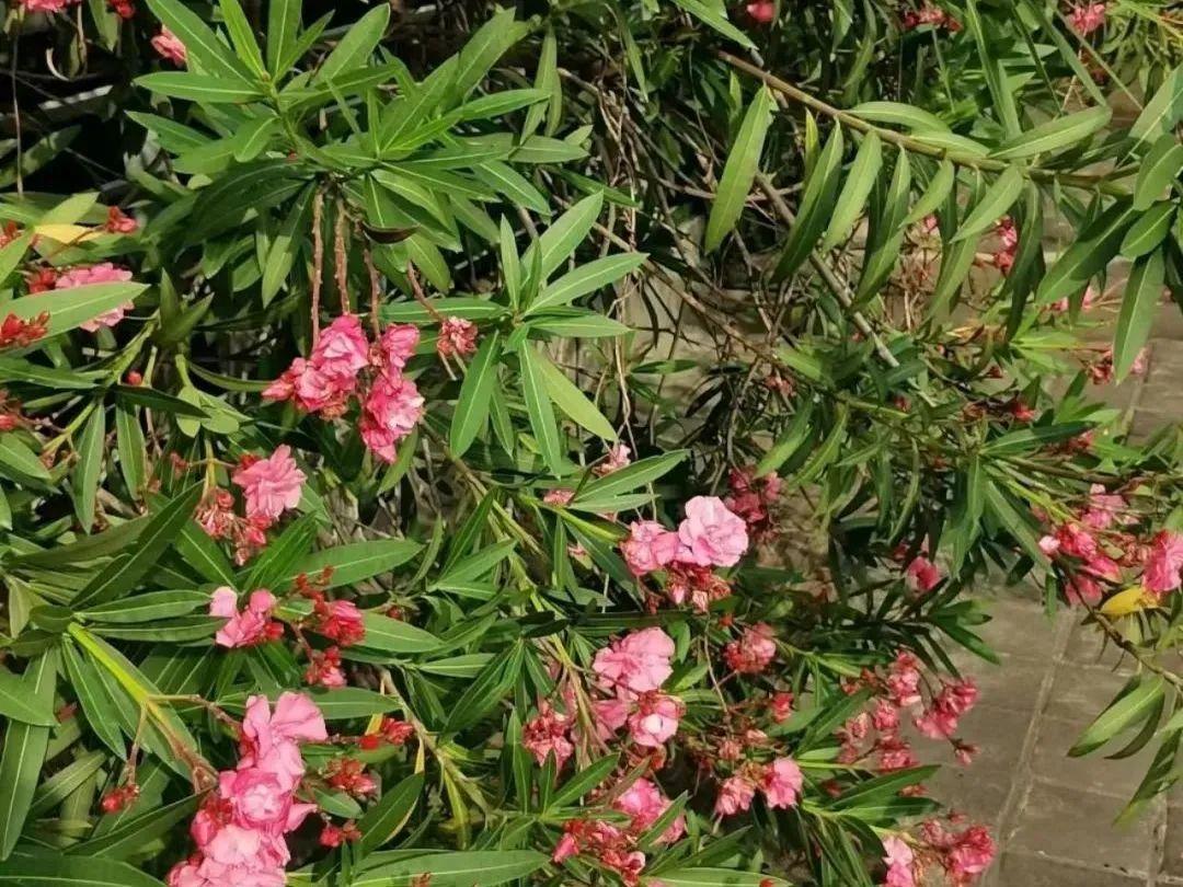 直冲34℃！福州常见的这种花又开了！别碰