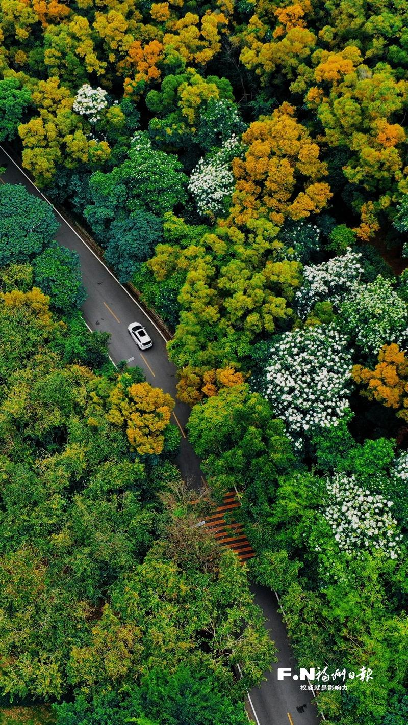 小蜡木油桐进入花期 鼓岭飞起“五月雪”
