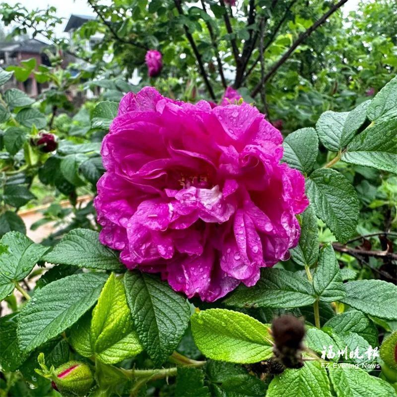永泰60余亩玫瑰花盛放