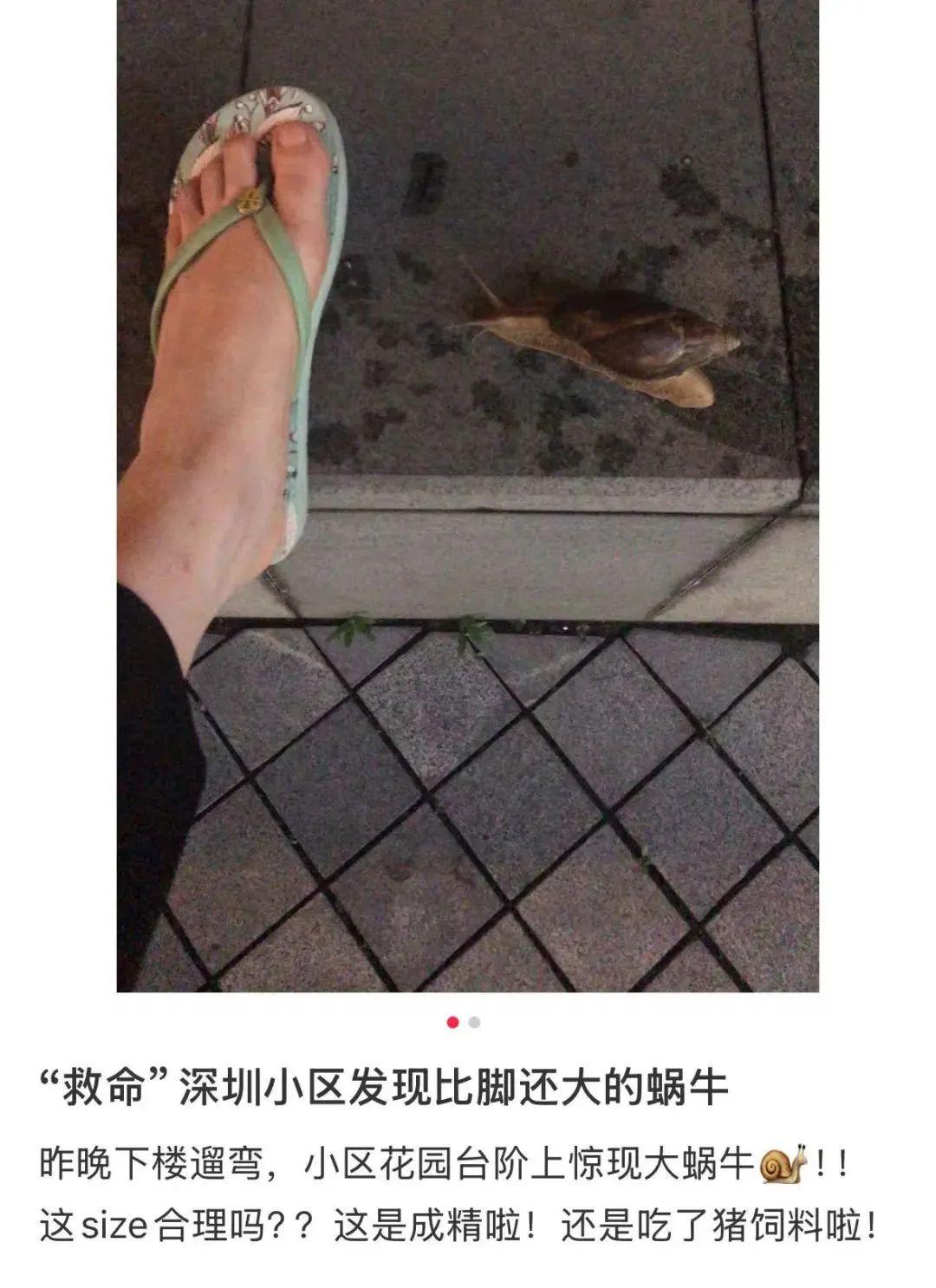 提醒！雨后遇到这种大蜗牛千万别碰