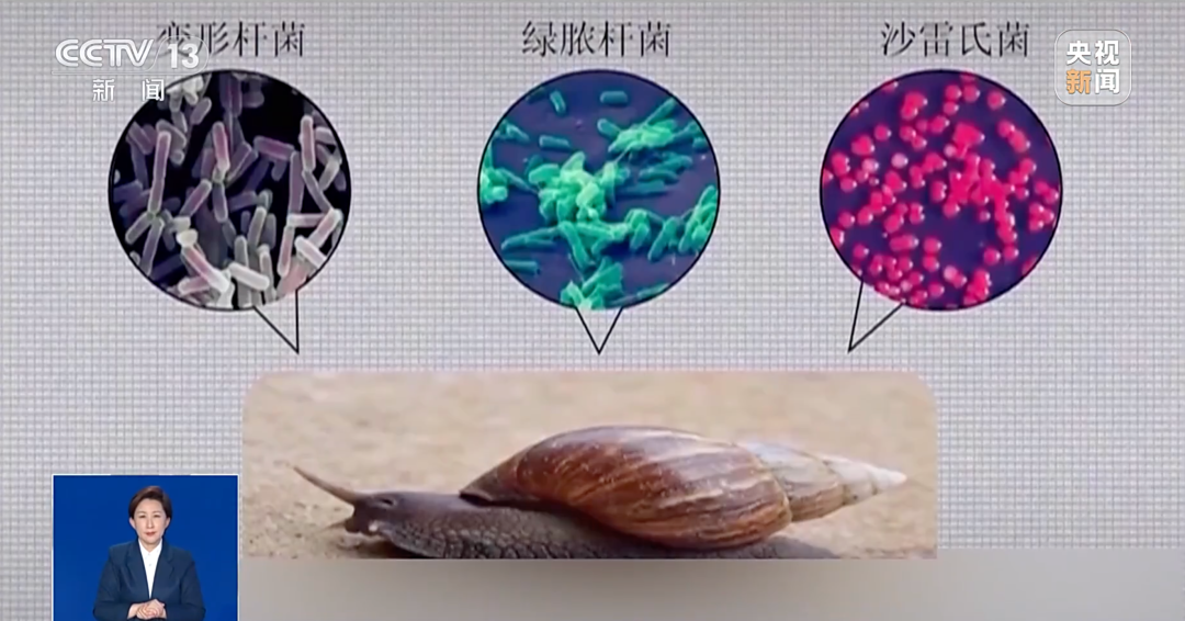 提醒！雨后遇到这种大蜗牛千万别碰