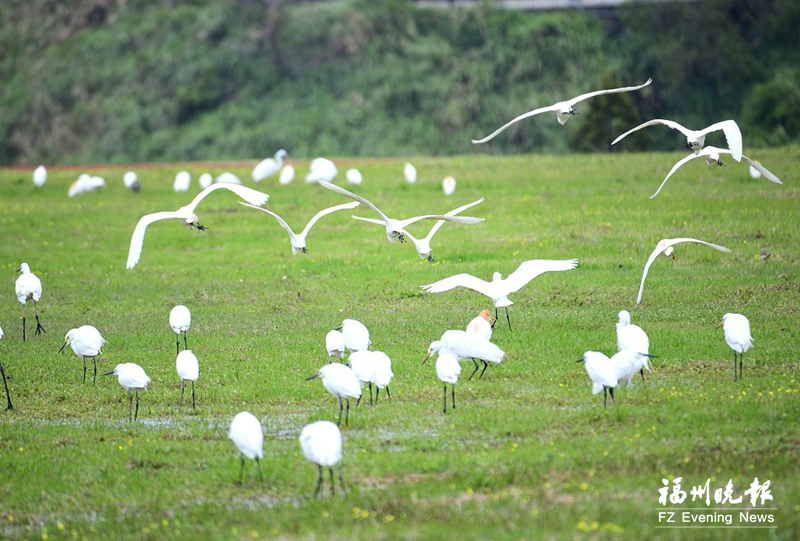 马祖迎来“幸运鸟”开启夏日观鸟季