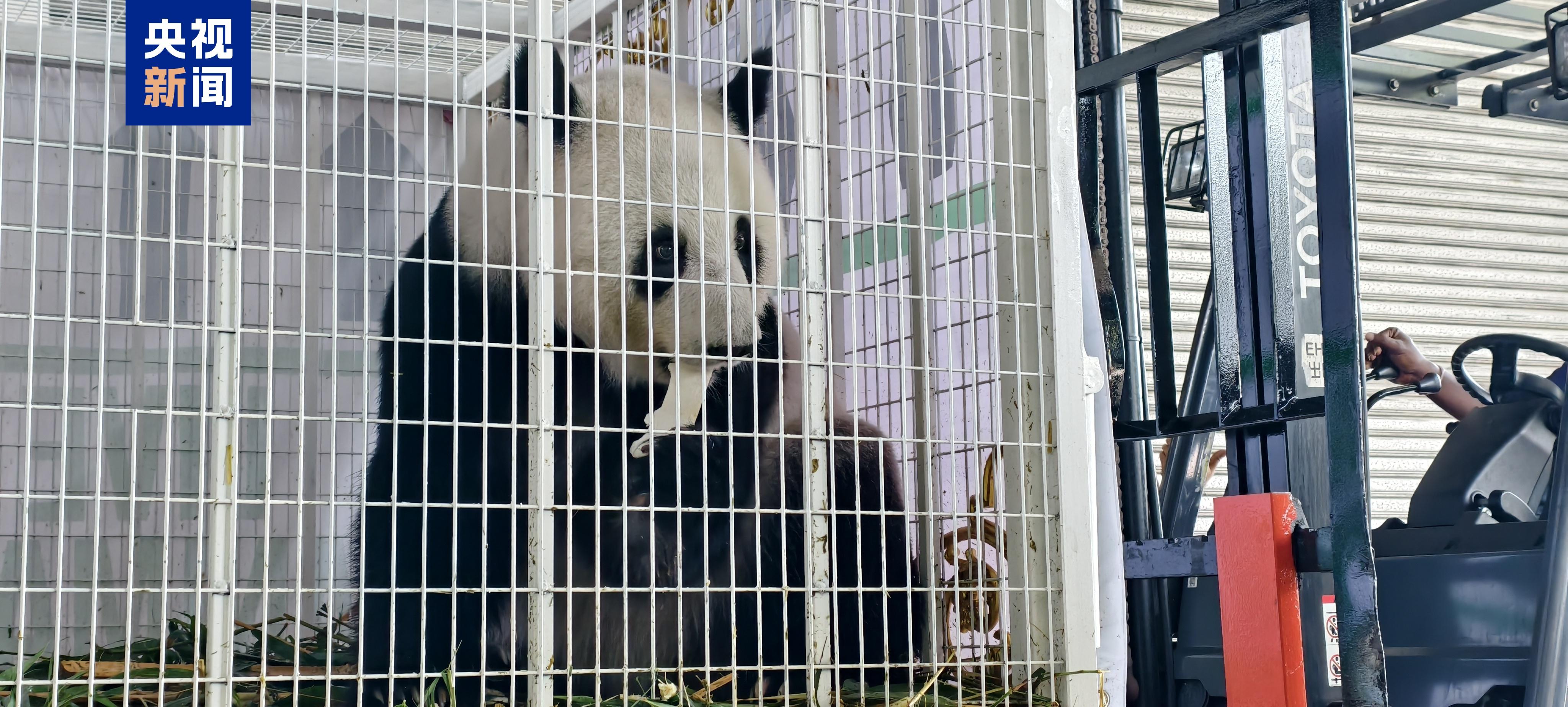 欢迎回家！旅马大熊猫“福娃”和“凤仪”启程回国