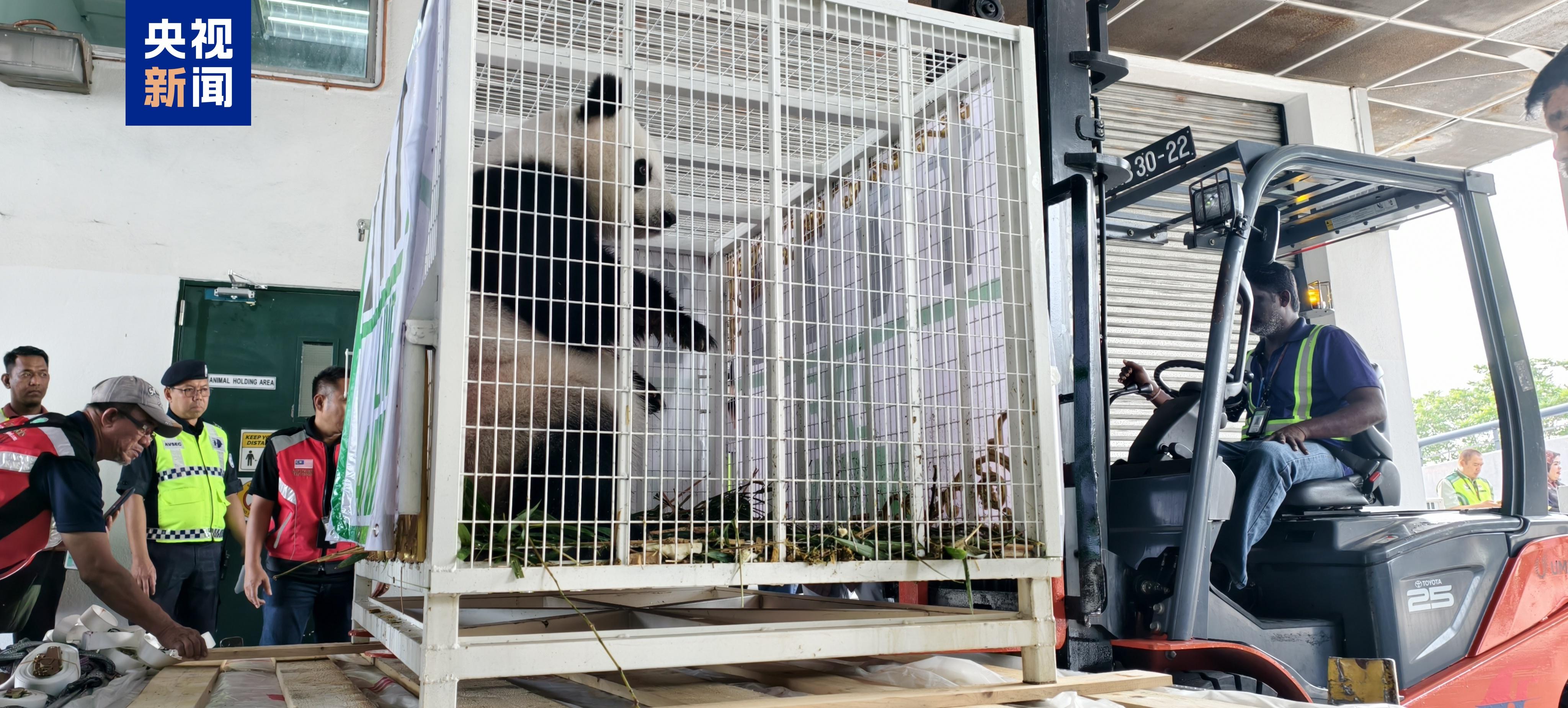 欢迎回家！旅马大熊猫“福娃”和“凤仪”启程回国