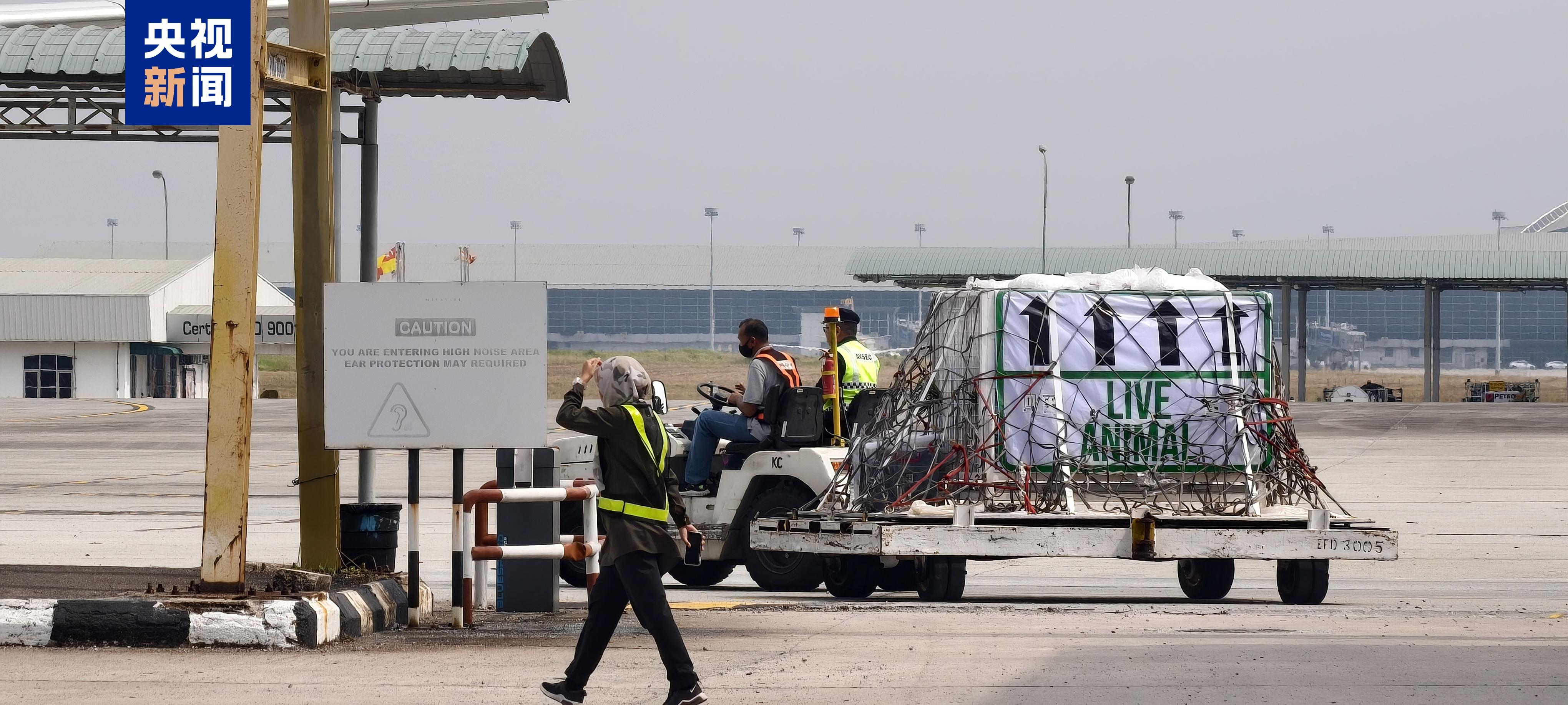 欢迎回家！旅马大熊猫“福娃”和“凤仪”启程回国