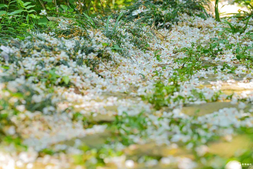 花落成诗!快来福州看“雪”! 花落成诗!快来福州看“雪”!