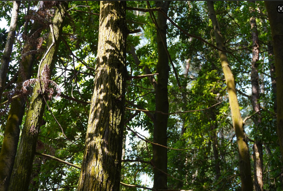 初夏时光，探秘梅城森林公园的诗意画卷