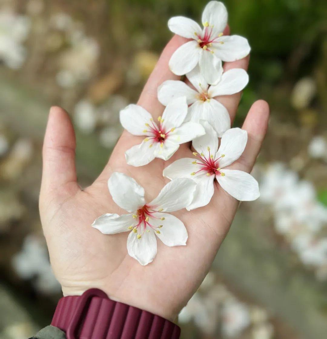 初夏时光，探秘梅城森林公园的诗意画卷