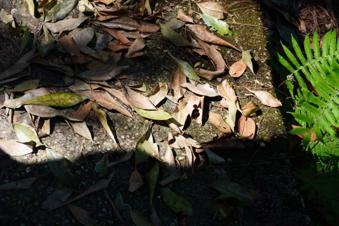 初夏时光，探秘梅城森林公园的诗意画卷