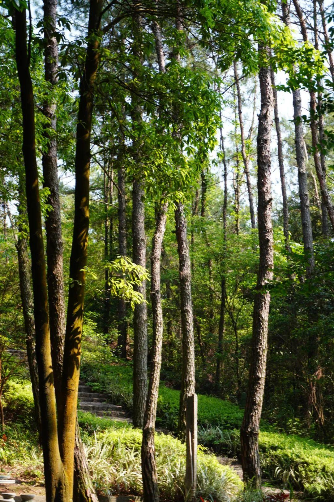 初夏时光，探秘梅城森林公园的诗意画卷