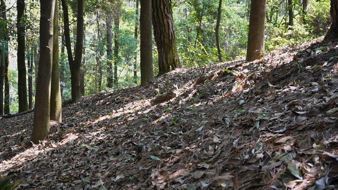 初夏时光，探秘梅城森林公园的诗意画卷