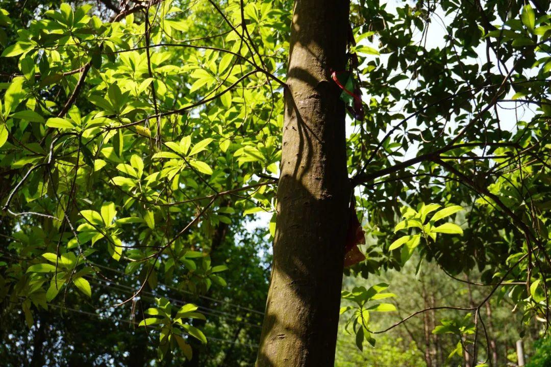 初夏时光，探秘梅城森林公园的诗意画卷