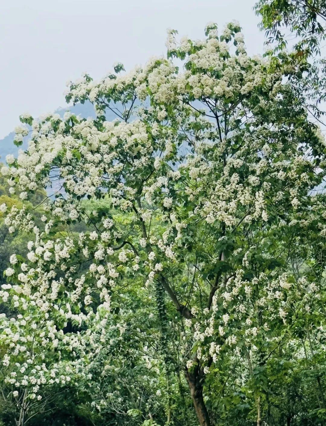 初夏时光，探秘梅城森林公园的诗意画卷