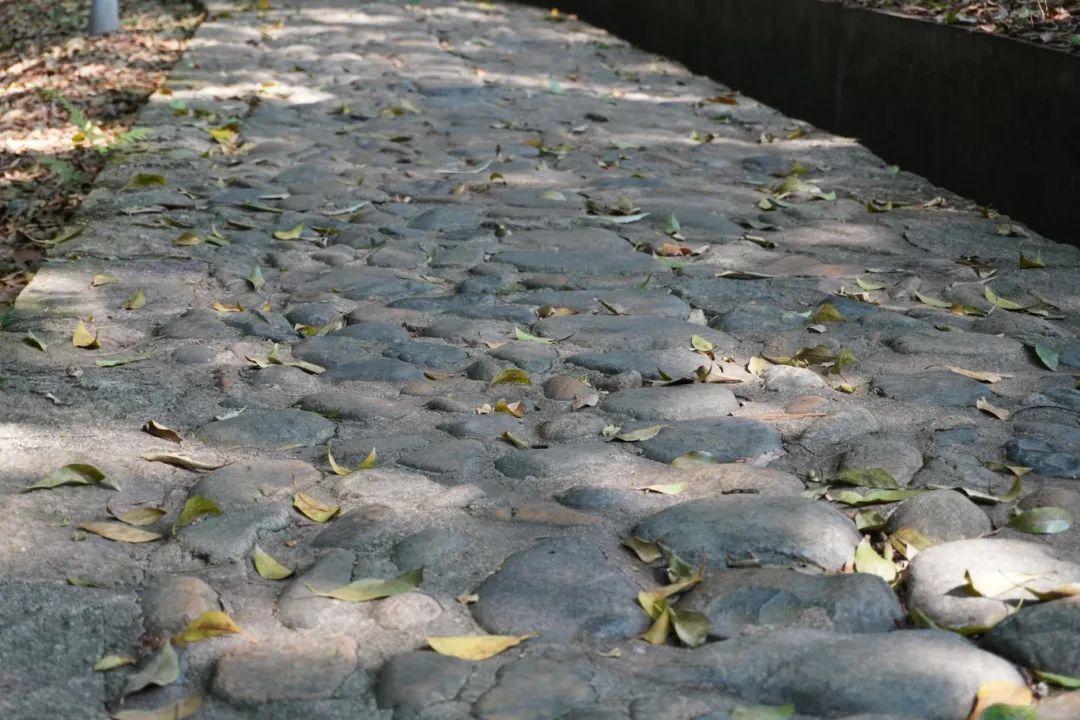 初夏时光，探秘梅城森林公园的诗意画卷