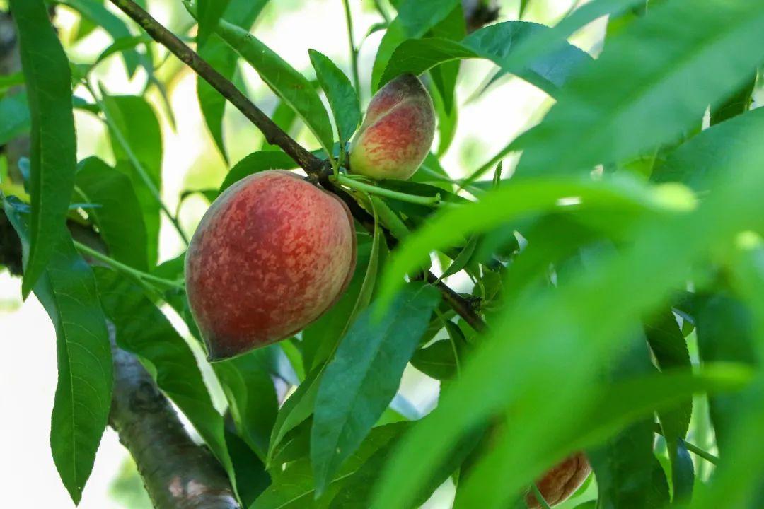 闽清早熟水蜜桃撬动“甜蜜经济” 科技嫁接出致富新路径