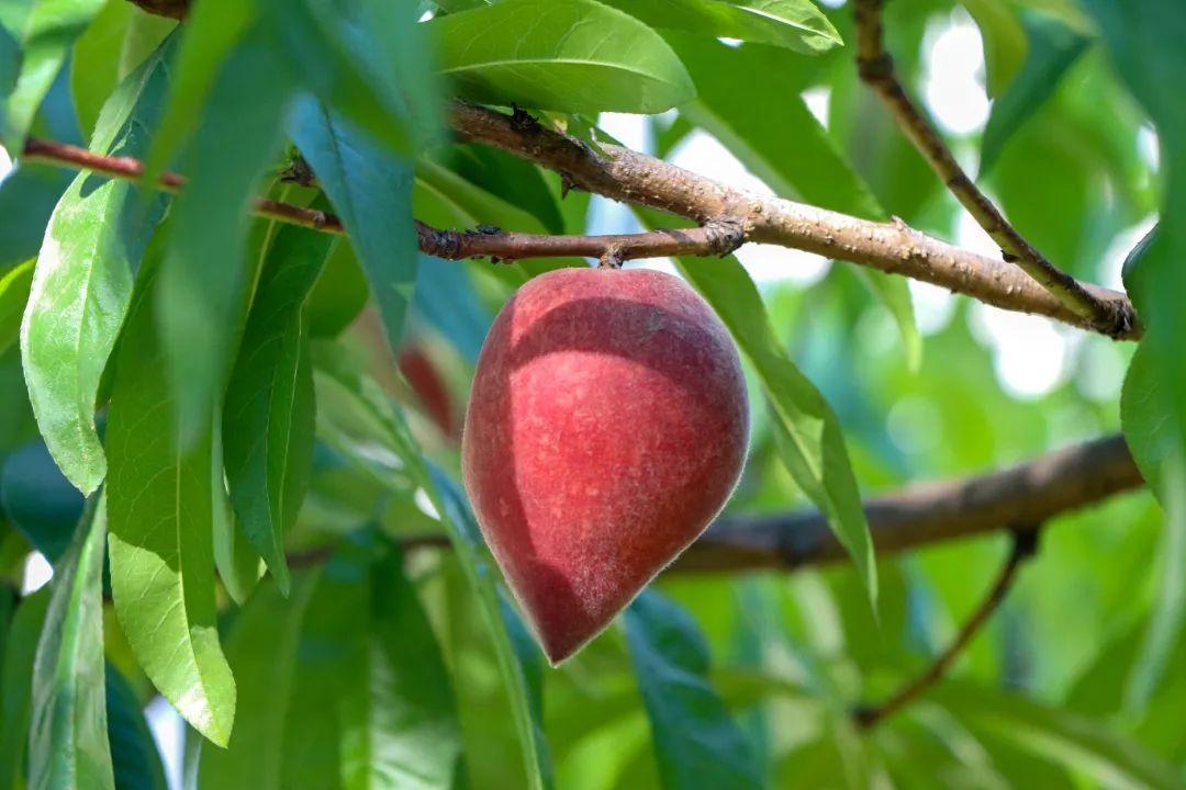 闽清早熟水蜜桃撬动“甜蜜经济” 科技嫁接出致富新路径
