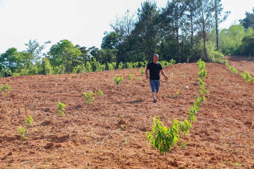 闽清早熟水蜜桃撬动“甜蜜经济” 科技嫁接出致富新路径