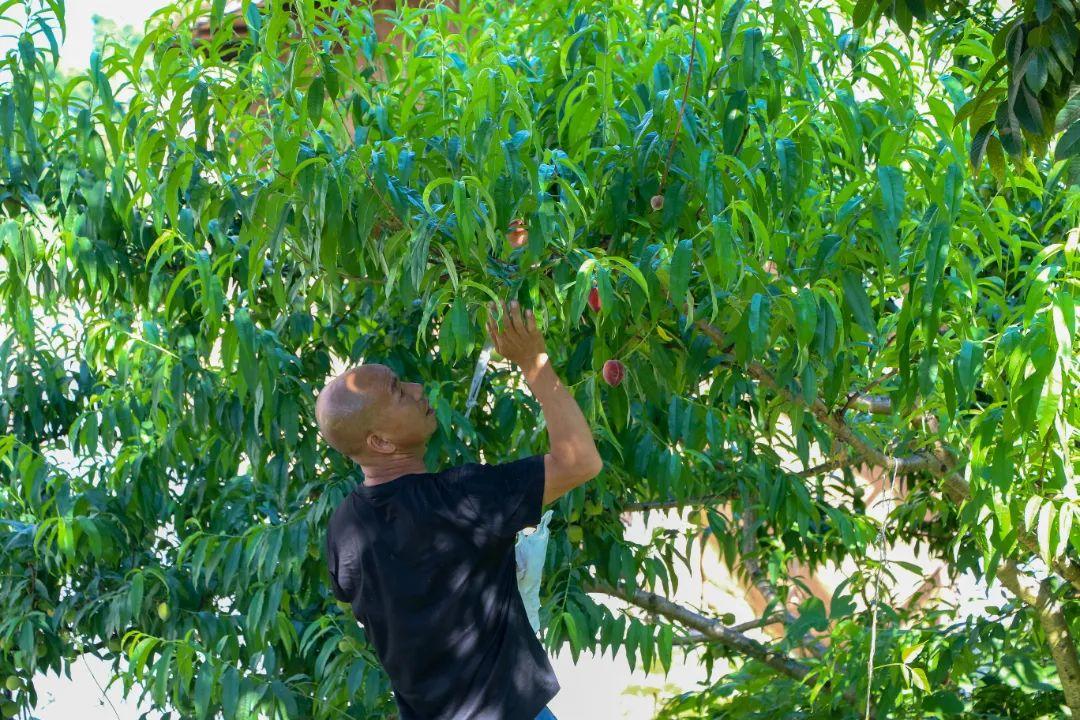 闽清早熟水蜜桃撬动“甜蜜经济” 科技嫁接出致富新路径