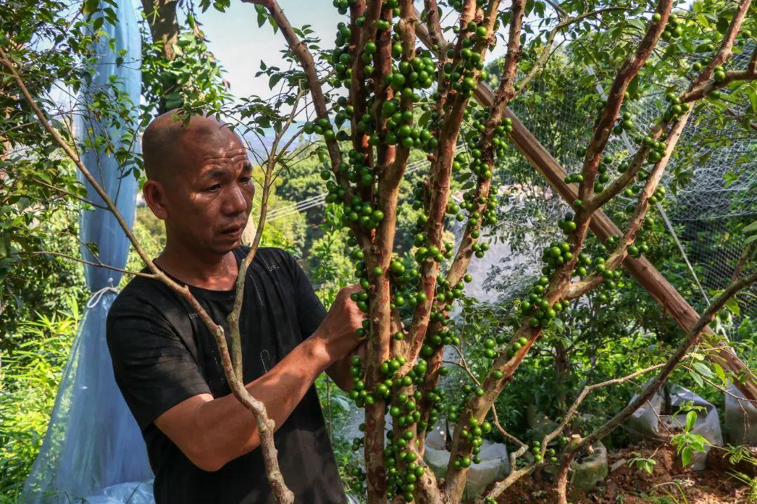 闽清早熟水蜜桃撬动“甜蜜经济” 科技嫁接出致富新路径