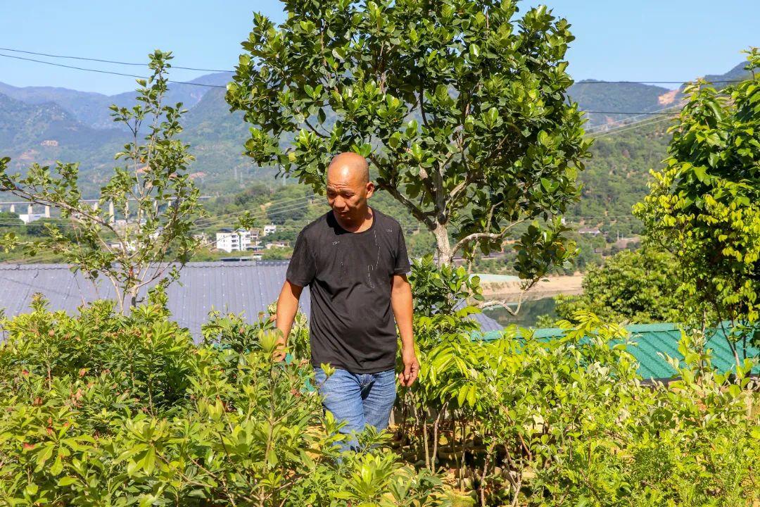 闽清早熟水蜜桃撬动“甜蜜经济” 科技嫁接出致富新路径
