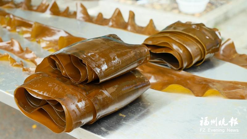 全国首批无边海带安家福州 全国首批无边海带安家福州