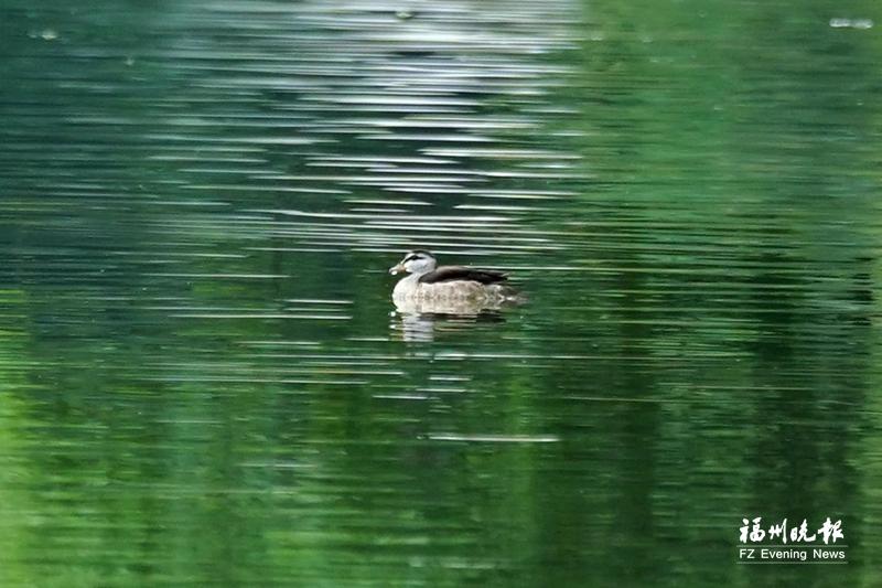 “世界最小的鸭子”到访西湖 它是国家二级保护动物棉凫