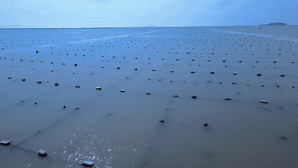 海带也有“无褶皱”版？全国首批“无边海带”在福建连江试养成功