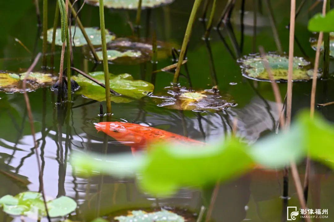 福州睡莲开了！见者好运“莲莲”！