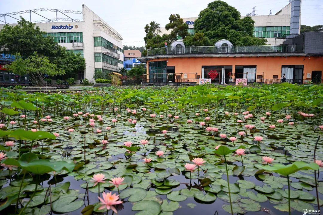 福州睡莲开了！见者好运“莲莲”！