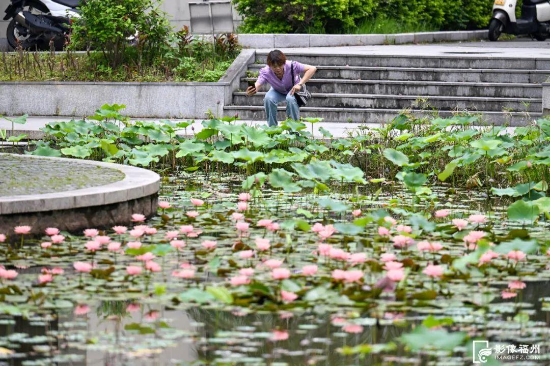 福州睡莲开了！见者好运“莲莲”！