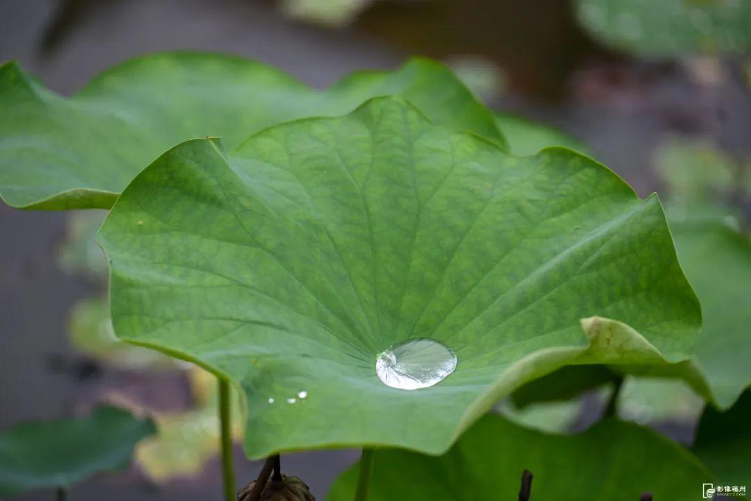 福州睡莲开了！见者好运“莲莲”！