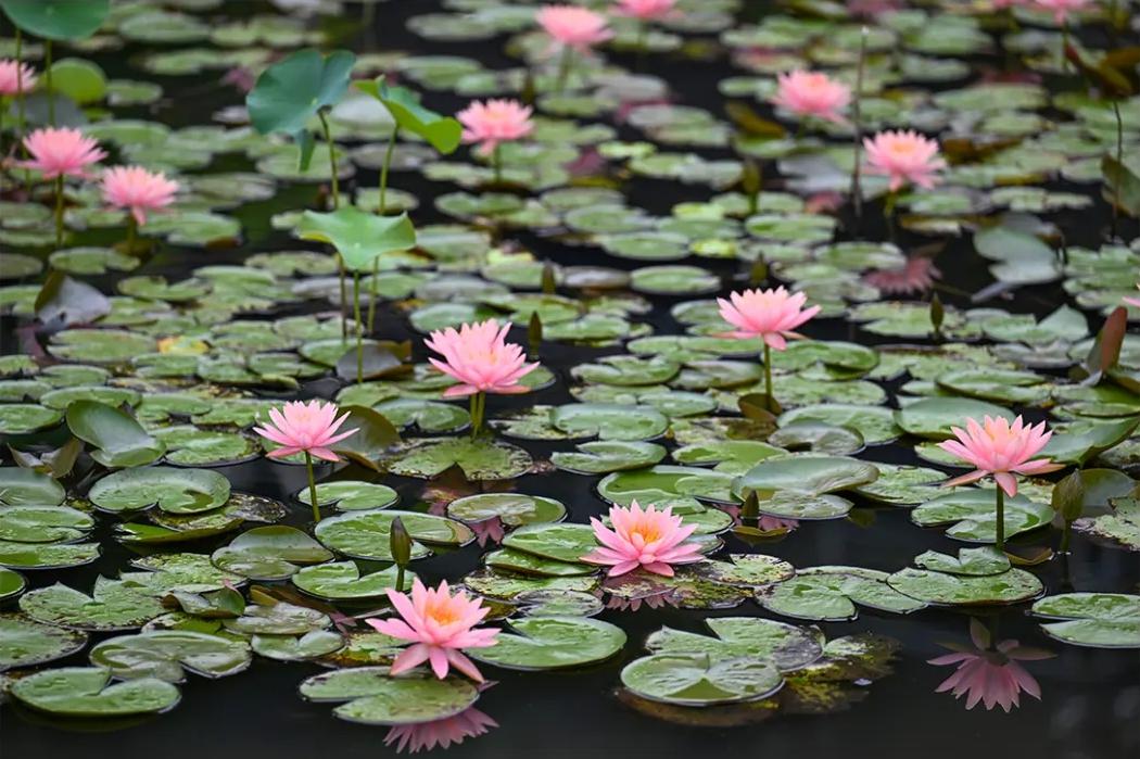 福州睡莲开了！见者好运“莲莲”！