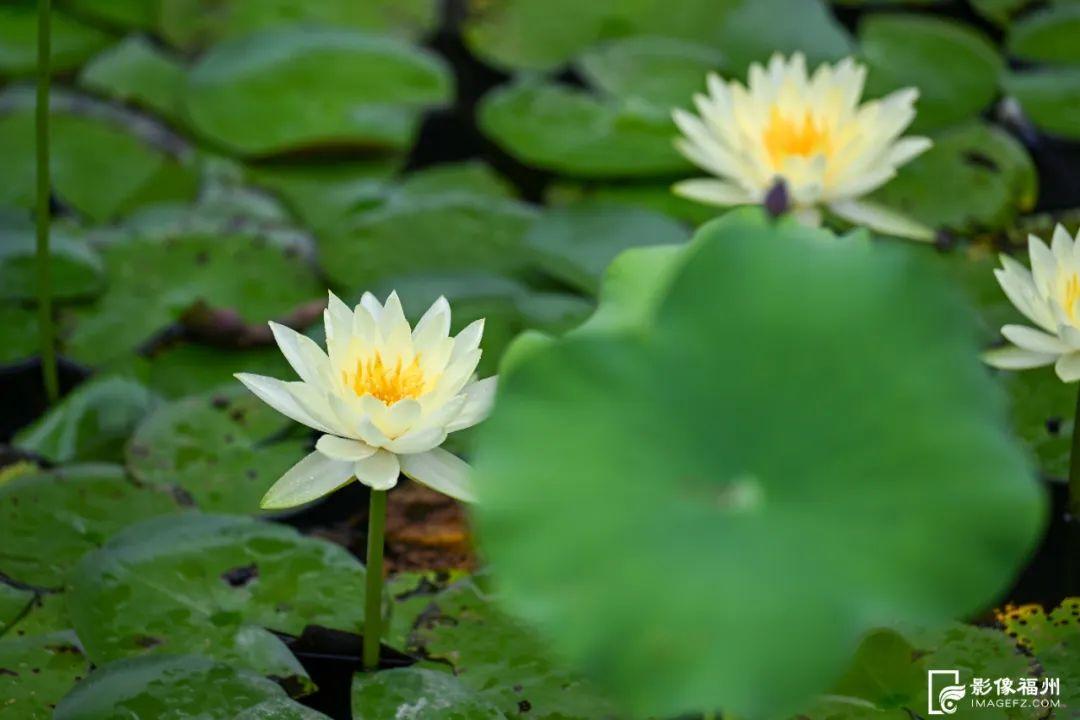福州睡莲开了！见者好运“莲莲”！