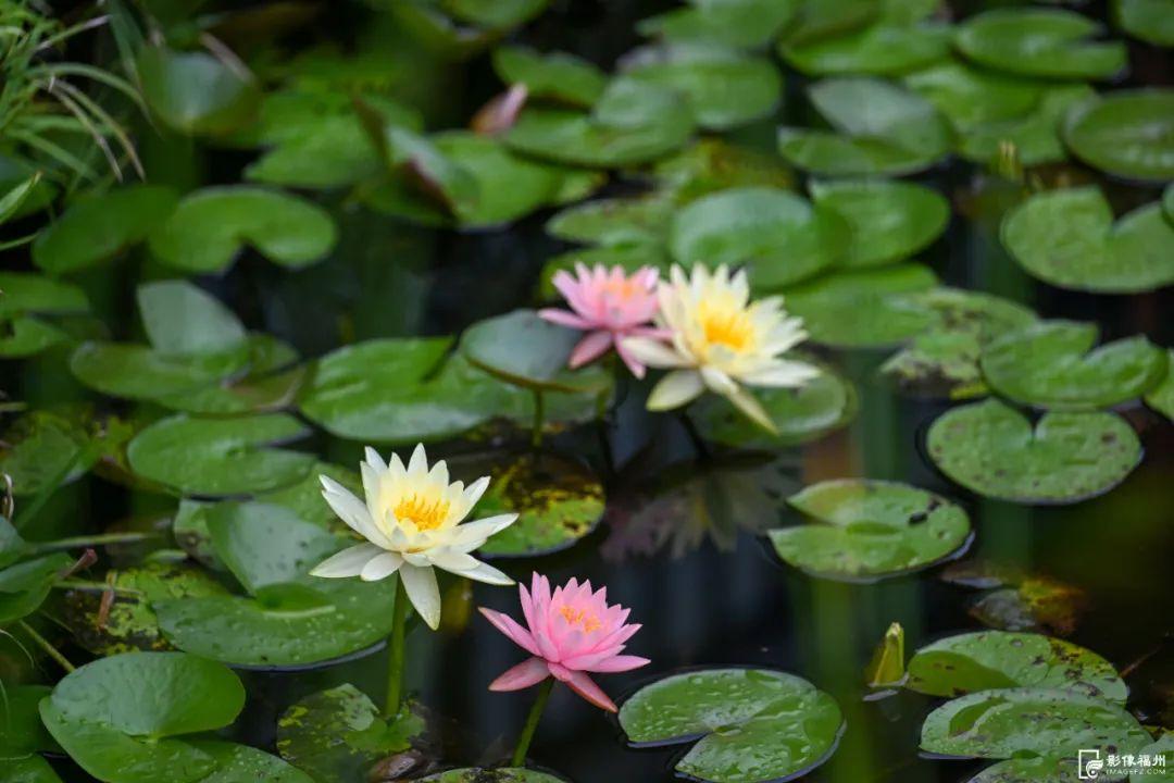 福州睡莲开了！见者好运“莲莲”！