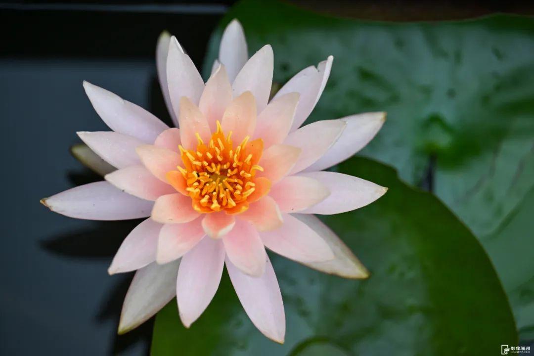 福州睡莲开了！见者好运“莲莲”！