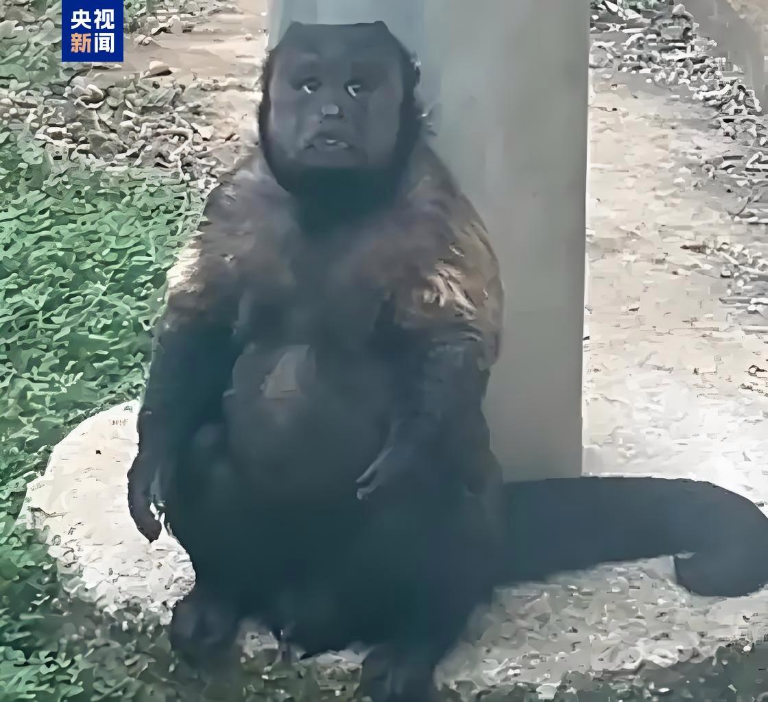 网红方脸猴“大壮”突发疾病离世