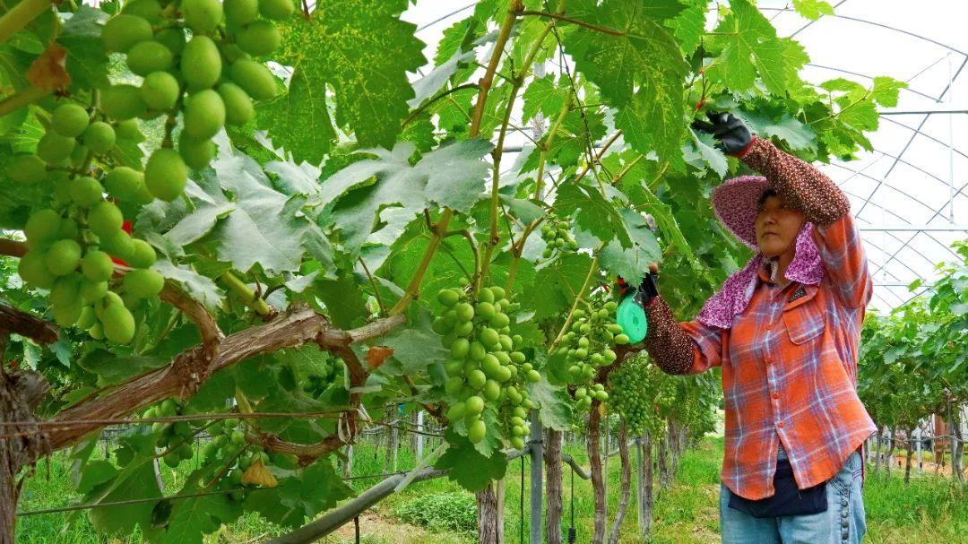 乡村振兴看闽清 | 塔庄：龙晶葡萄即将甜蜜上市！在“家门口”铺就致富道路