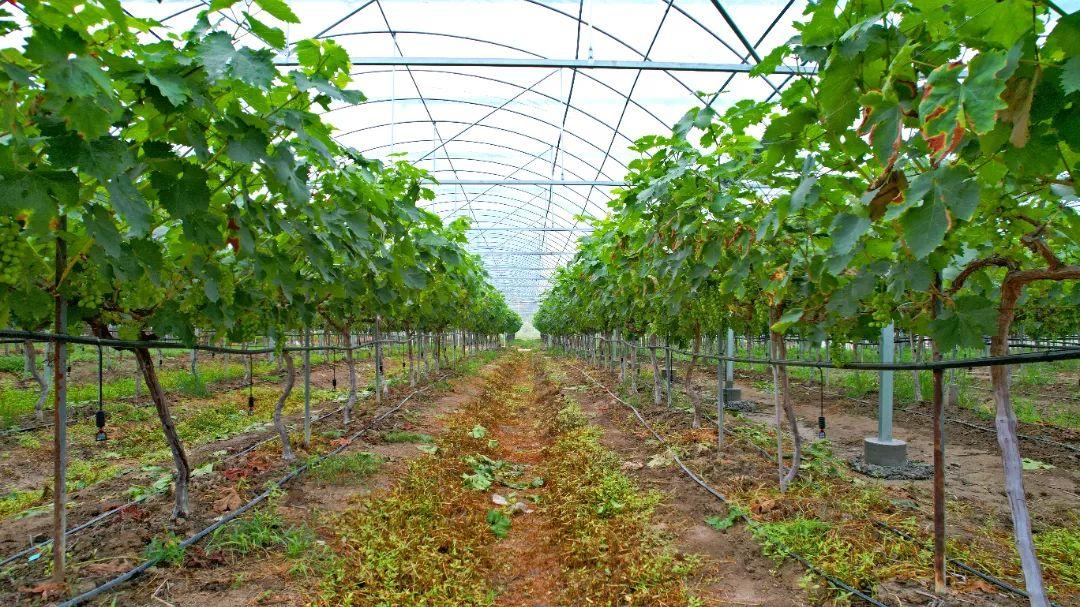 乡村振兴看闽清 | 塔庄：龙晶葡萄即将甜蜜上市！在“家门口”铺就致富道路