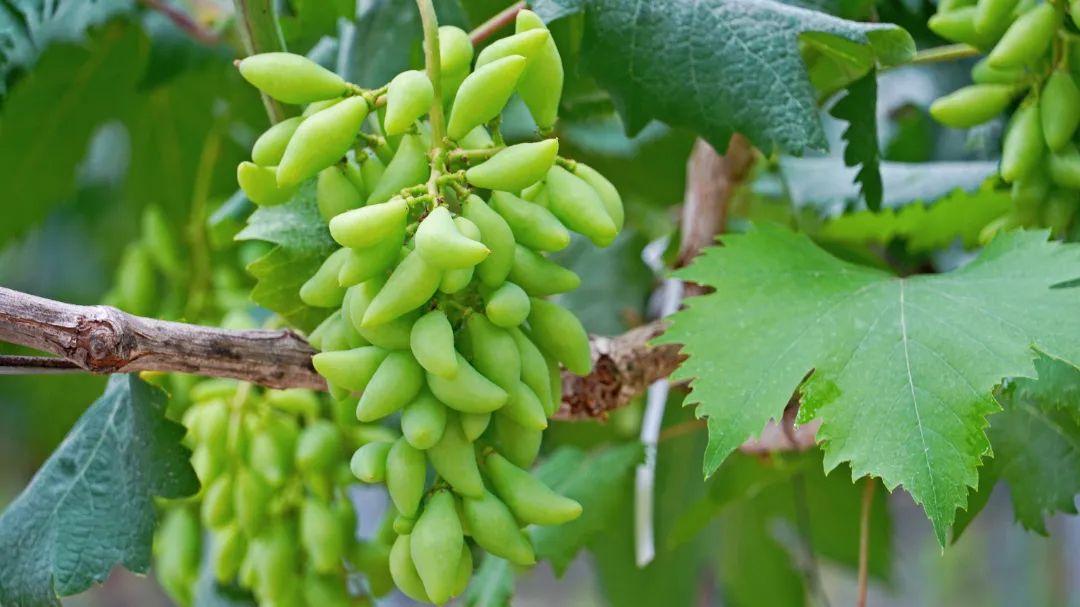 乡村振兴看闽清 | 塔庄：龙晶葡萄即将甜蜜上市！在“家门口”铺就致富道路