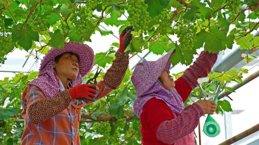 乡村振兴看闽清 | 塔庄：龙晶葡萄即将甜蜜上市！在“家门口”铺就致富道路
