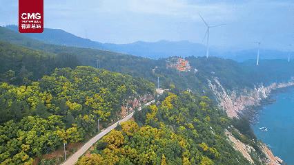 限时绽放！连江这里满树“鎏金”