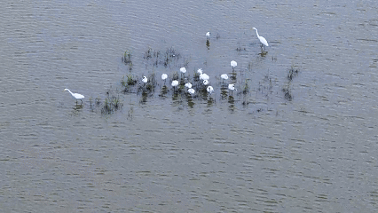 国际生物多样性日｜闽江口湿地上演“鸟类嘉年华”