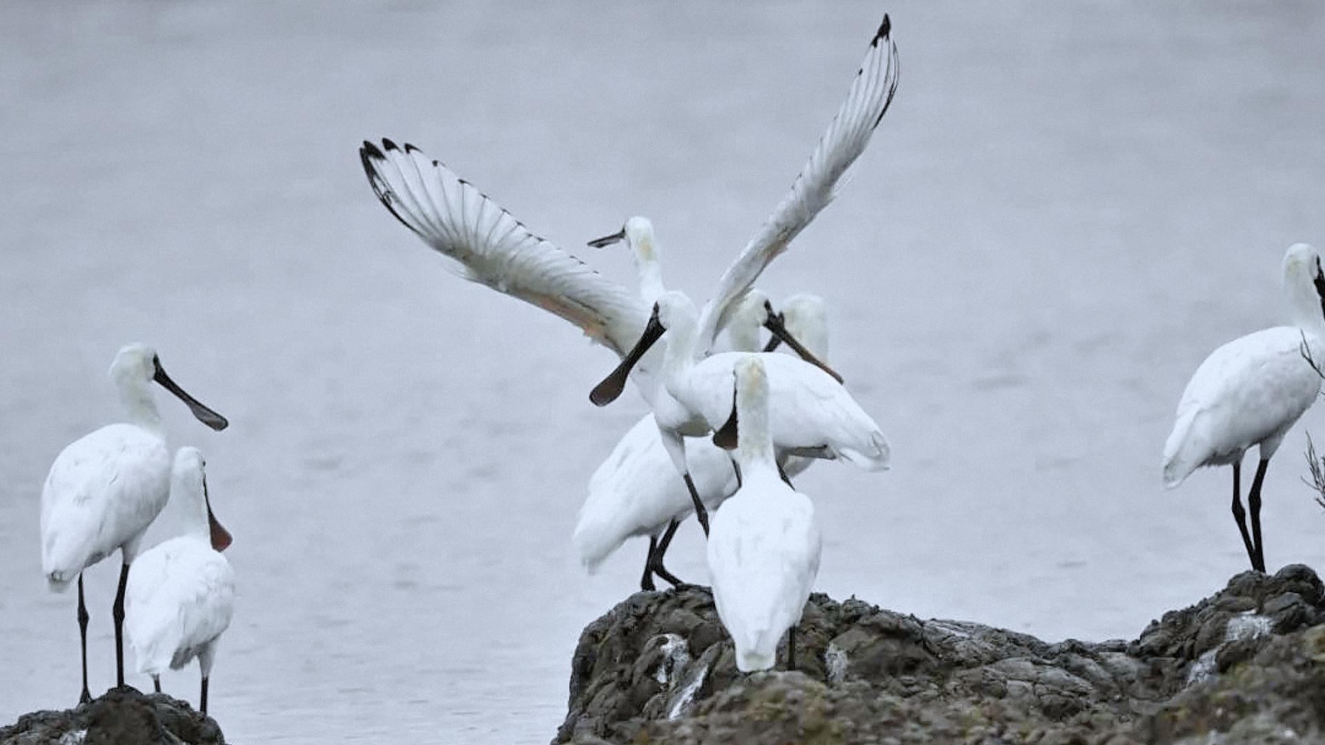 国际生物多样性日｜闽江口湿地上演“鸟类嘉年华”
