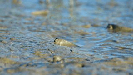 国际生物多样性日｜闽江口湿地上演“鸟类嘉年华”